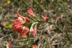 Entireleaf Indian paintbrush